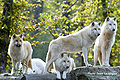 Loups arctiques au Parc animalier de Sainte-Croix.