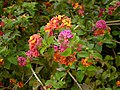 Lantana camara