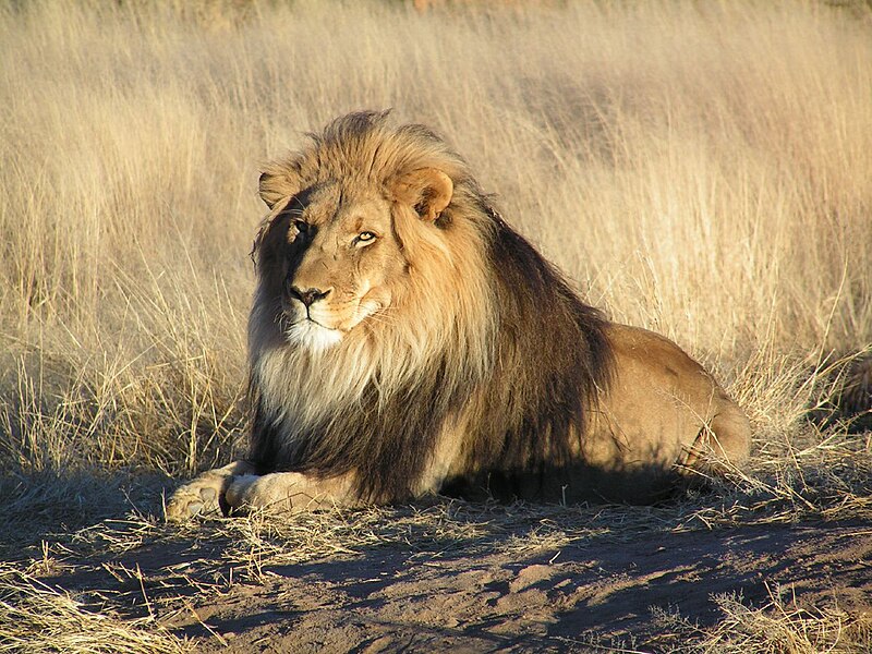 File:Lion waiting in Namibia.jpg