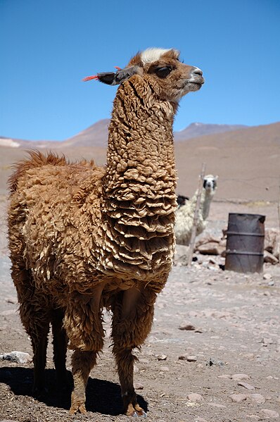 File:Llama de Bolivia (pixinn.net).jpg