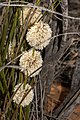 Lomandra leucocephala