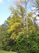 Árbol de Ginkgo biloba.