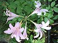 Lycoris squamigera, species cui sunt stamina brevia