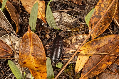 M. novaeseelandiae in its forest habitat (tegmina visible)