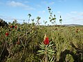 В парке в изобилии произрастает Melaleuca glauca[англ.]…