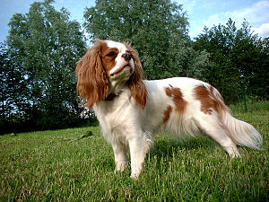 Cavalier King Charles Nantes