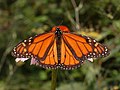 Monarkfjäril. Foto: Derek Ramsey / Wikipedia