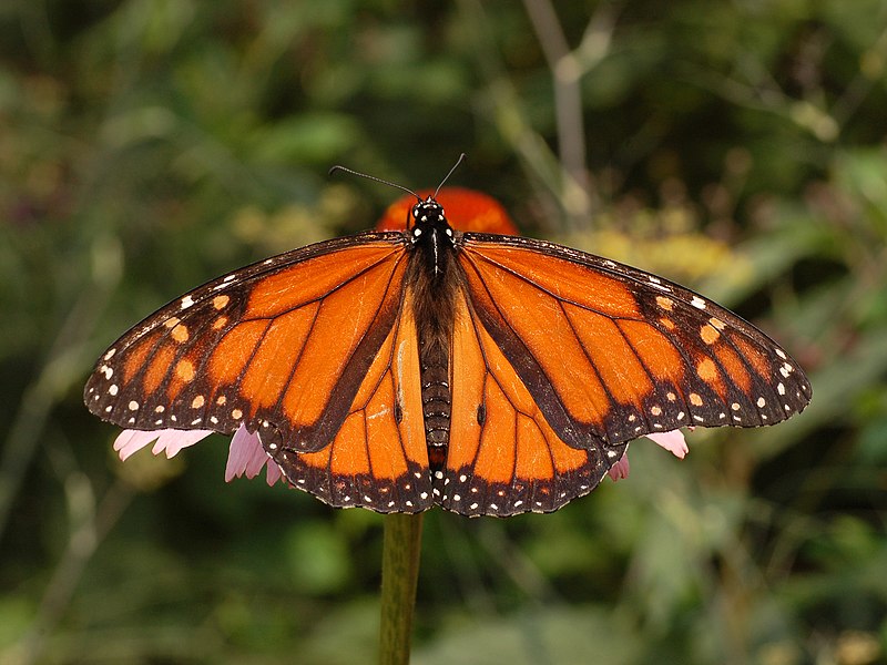 Ficheiro:Monarch Butterfly Danaus plexippus Male 2664px.jpg