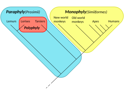 Cladogram of the primates, showing a monophyly (the simians, in yellow), a paraphyly (the prosimians, in blue, including the red patch), and a polyphyly (the night-active primates, the lorises and the tarsiers, in red). Monophyly, paraphyly, polyphyly.svg