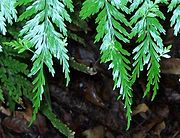 Asplenium bulbiferum