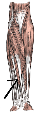 Поверхностный сгибатель пальцев обозначен стрелкой