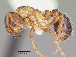 Myrmica nearctica