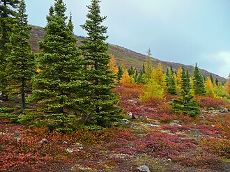 Waldtundra an der Ostküste Labradors