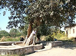 Antico albero degli schiavi di Ndola