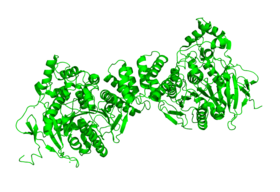 Image illustrative de l’article Neuroligine