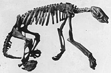 Nothrotheriops skeleton.jpg