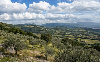 Oliveraie dans un paysage de l'Ombrie, près de Spello. (définition réelle 5 298 × 3 311)