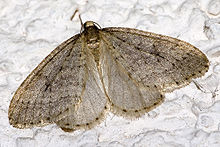 Operophtera brumata populations are geometric. Operophtera.brumata.6961.jpg