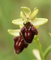 Early spider orchid (Ophrys sphegodes)