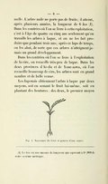 femelle. L’arbre mâle ne porte pas de fruits ; il atteint, après plusieurs années, la longueur de 6 ken[1]. Dans les contrées où l’on se livre à cette exploitation, c’est à l’âge de quatre ou cinq ans seulement qu’on travaille les arbres à laque, et on ne les fait produire que pendant trois ans ; après ce laps de temps, on les abat, de sorte que ces arbres n’atteignent jamais un grand développement. Dans les contrées où l’on se livre à l’exploitation de la cire, on recueille très-peu de laque. Dans les deux provinces d’Aï-du et de Yone-zawa, où l’on recueille beaucoup de cire, les arbres sont en grand nombre et de belle venue. Les Japonais obtiennent l’arbre à laque par deux moyens, soit en semant le fruit lui-même, soit en plantant des boutures ; des deux, le premier moyen est celui qui donne des semences de qualité inférieure. Fig. 1. Naissance du fruit et pousse d’une année.