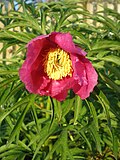 Miniatura para Paeonia anomala