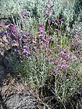 Flowers of Penstemon seorsus