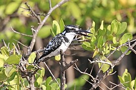 C. r. rudis eating fish the Gambia