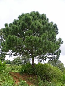 Pinus latteri, Aungban, Shan State, eastern Burma, 20°39'40"N 96°35'16"E, 1400 m