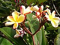 Plumeria rubra (Blüten)