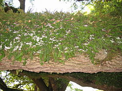 Pleopeltis polypodioides sobre um tronco de carvalho.