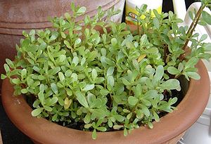 A Purslane cultivar grown as a vegetable