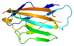 Протеин MPZ PDB 1neu.png