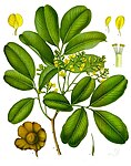 Pterocarpus marsupium — Птерокарпус мешковидный