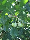 Listy a žaludy dubu letního (Quercus robur)