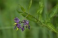 Снимљено на Плитвицама, претпостављам да је Змијско грожђе (Solanum dulcamara)