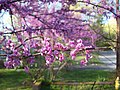 Eastern redbud blossoms