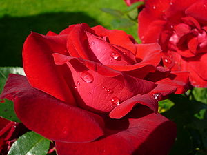 English: A red rose with dewdrops Français : U...
