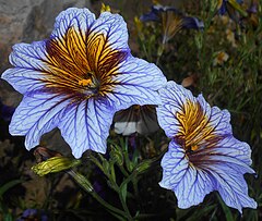 Description de l'image Salpiglossis sinuata 2015-08-29 5791.jpg.