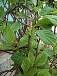 Schisandra chinensis (Leaves and buds).JPG