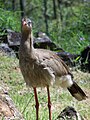 Chuña de patas rojas