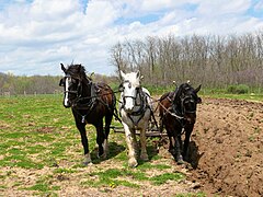 Horse-drawn farm equipment at Slate Run