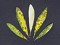Spilocaea oleagina (œil de paon).