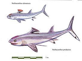 Stethacanthus altonensis (выше) и Stethacanthus productus (ниже)