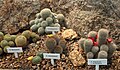 Several Rebutia cacti