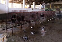 Bears are commonly kept in extraction cages. Sun Bear bile extration 01.jpg