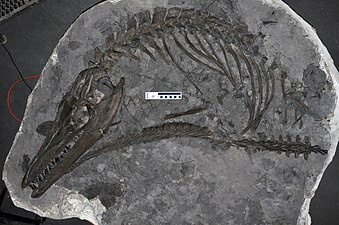Fòssil ben conservat de M. missouriensis