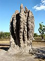 Cathedral termite mound