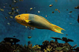 Thalassoma lutescens