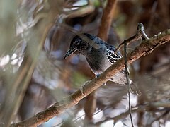 ♂ Thamnophilus nigrocinereus