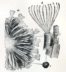 3 Black and white sketch diagrams of Tubulipora flabellaris. one depicting half an incrusting colony, the second diagram depicts a few cells, while the third diagram depicts a colony at natural size